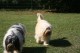Thumbs/tn_Bild 049.jpg